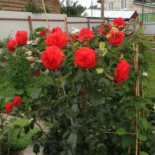 Роза плетистая Салита фото 1