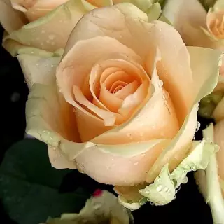 Роза чайно-гибридная Пич Аваланж