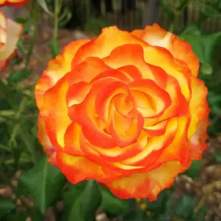 Роза чайно-гибридная Оранж Джус