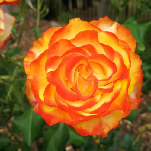  Роза чайно-гибридная Оранж Джус фото 1