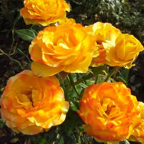  Роза чайно-гибридная Оранж Джус фото 2