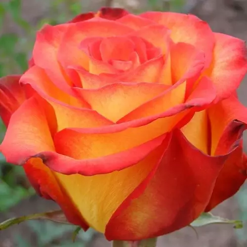 Роза чайно-гибридная Оранж Джус фото 3