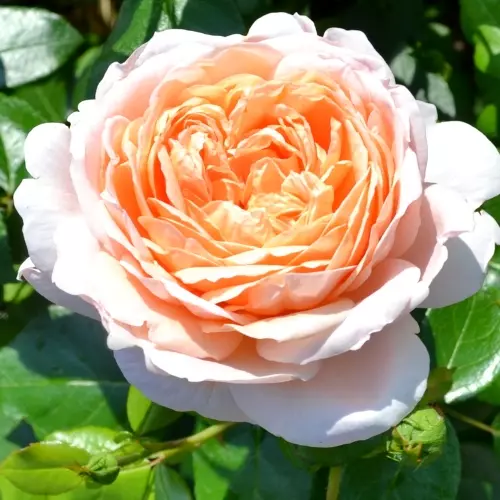 Роза флорибунда Амбер Абанданс фото 1