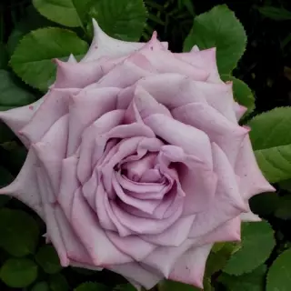 Роза чайно-гибридная Оушен Сонг
