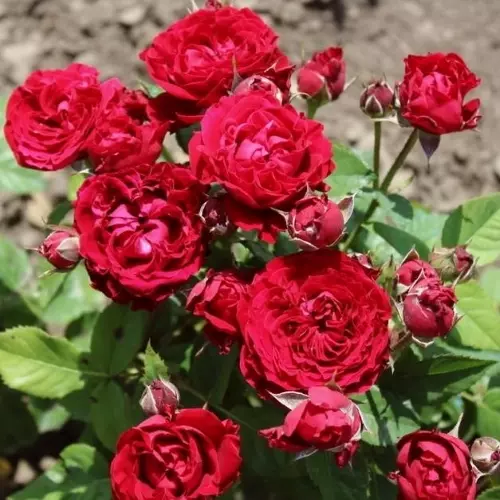 Роза флорибунда Таманго фото 1