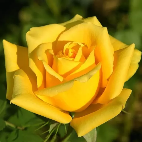  Роза чайно-гибридная Мохана фото 1