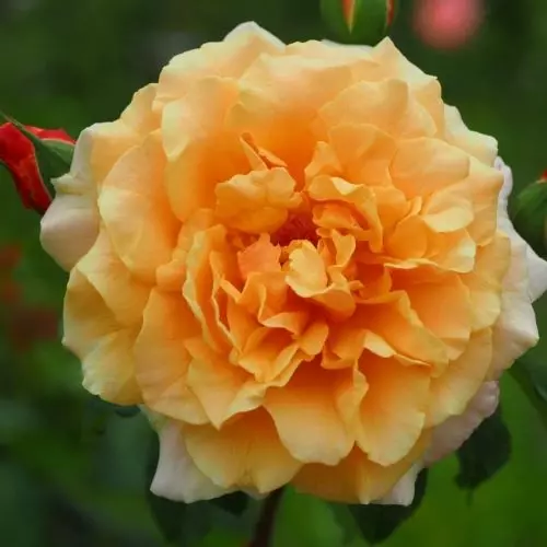  Роза шраб Карамелла фото 1