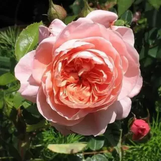 Роза шраб Колетт