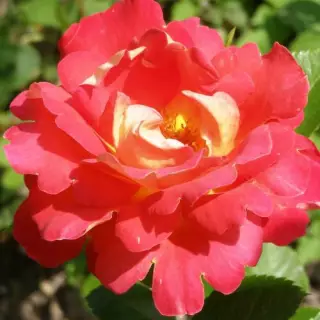 Роза шраб Декор Арлекин
