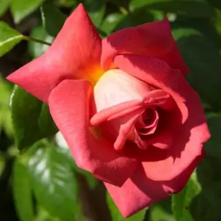 Роза плетистая Сёгун