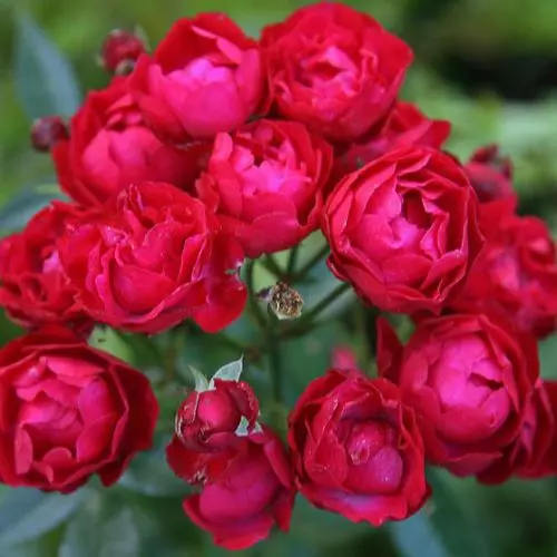  Роза миниатюрная Ред Морсдаг фото 1
