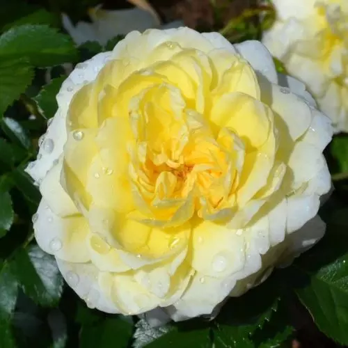 Роза почвопокровная Надя Мейяндекор фото 1