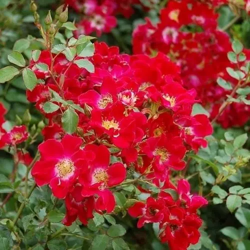  Роза почвопокровная Руж Мейяндекор фото 1