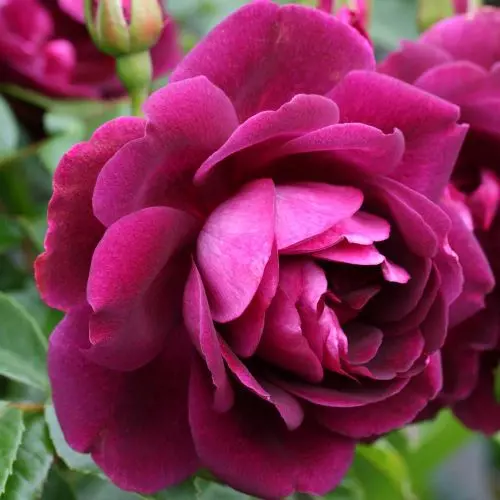  Роза флорибунда Бургунди Айс фото 2