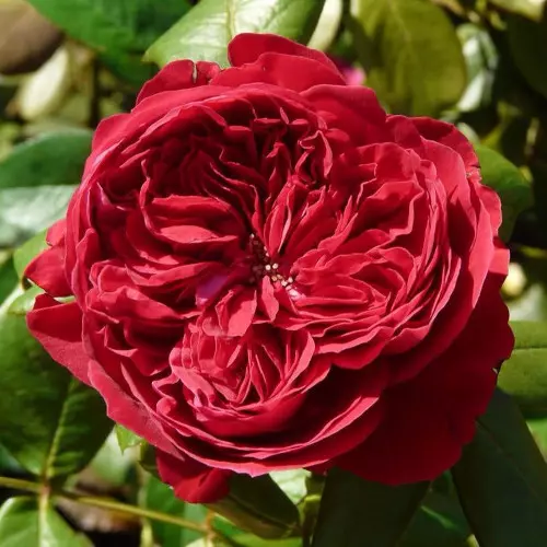  Роза чайно-гибридная Алан Сушон фото 1