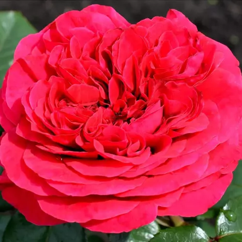 Роза чайно-гибридная Алан Сушон фото 2