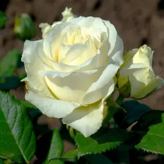 Роза чайно-гибридная Аваланж 