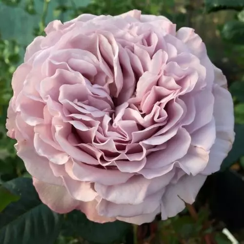 Роза чайно-гибридная Блю Гёрл фото 1