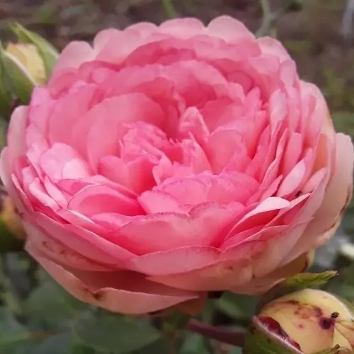 Роза чайно-гибридная Брайдал Пиано фото 3