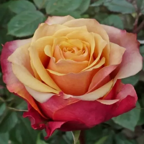 Роза чайно-гибридная Черри Бренди фото 1