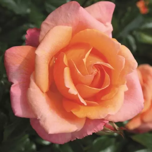  Роза чайно-гибридная Черри Бренди фото 2