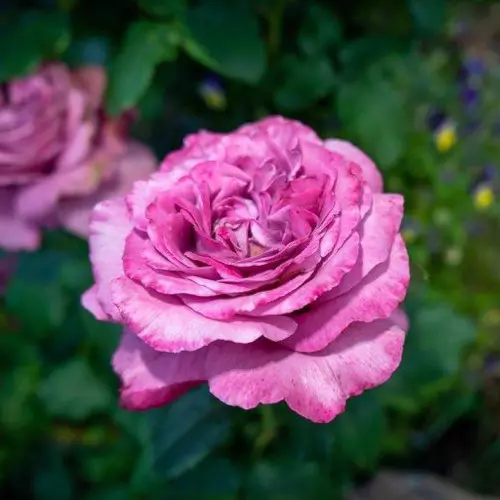  Роза чайно-гибридная Клод Брассёр фото 2