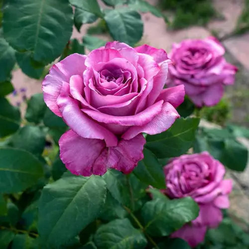  Роза чайно-гибридная Клод Брассёр фото 3