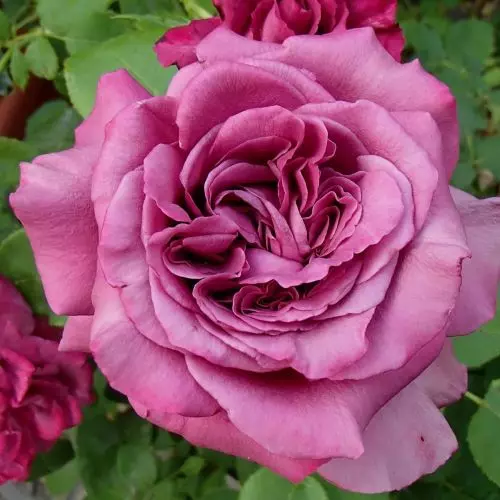  Роза чайно-гибридная Клод Брассёр фото 1