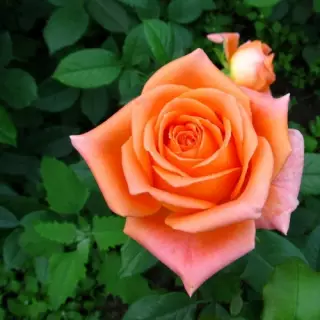 Роза чайно-гибридная Эдьдорадо