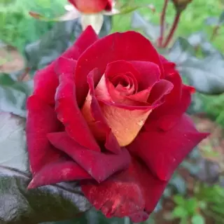 Роза чайно-гибридная Эдди Митчел