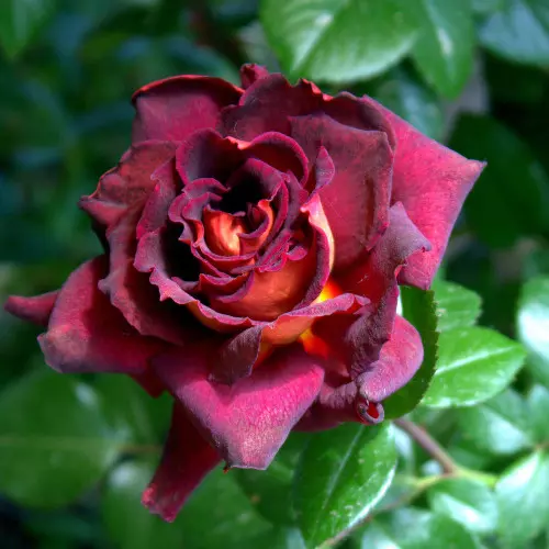  Роза чайно-гибридная Эдди Митчел фото 2