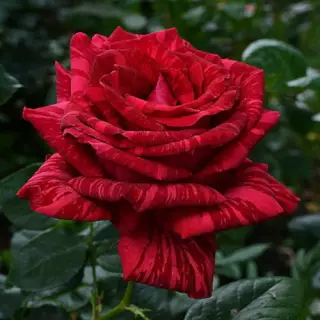 Роза чайно-гибридная Ред Интуишн