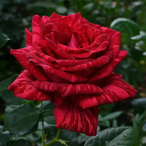 Роза чайно-гибридная Ред Интуишн фото 1
