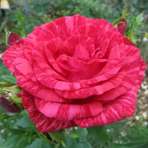 Роза чайно-гибридная Ред Интуишн фото 2