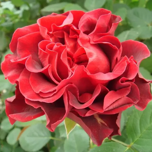  Роза чайно-гибридная Эль Торо фото 2