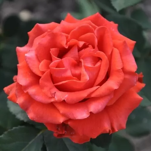 Роза чайно-гибридная Эль Торо фото 1