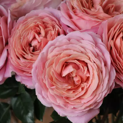  Роза чайно-гибридная Романтик Антик фото 1