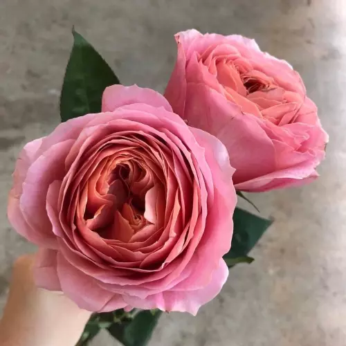  Роза чайно-гибридная Романтик Антик фото 2
