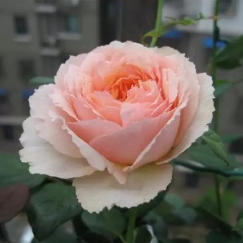  Роза чайно-гибридная Салманасар фото 1