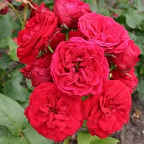 Роза флорибунда Инзель Майнау фото 1