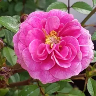 Роза миниатюрная Лавендер Джувел