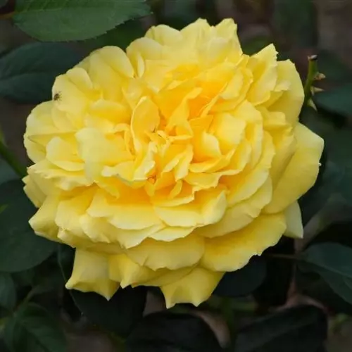  Роза чайно-гибридная Джина Лоллобриджида фото 1