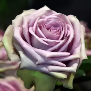 Роза чайно-гибридная Тиара