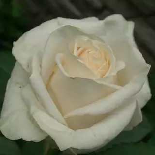 Роза чайно-гибридная Амелия