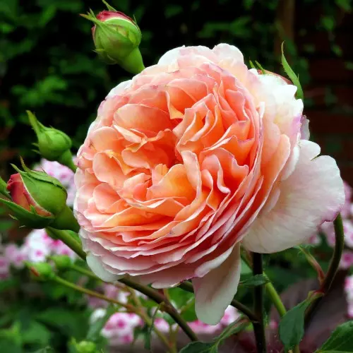  Роза английская Абрахам Дерби фото 1