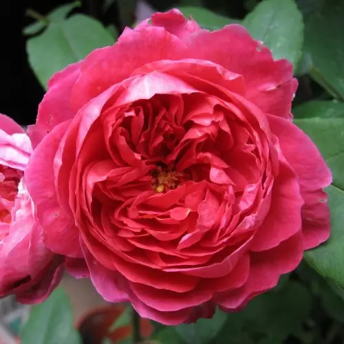Роза английская Бенджамин Бриттен фото 1