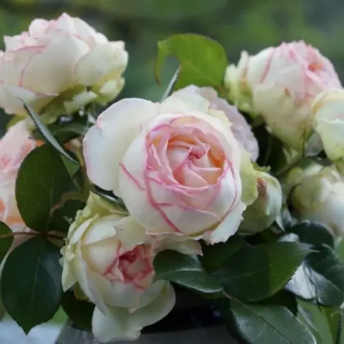  Роза миниатюрная Бидермайер фото 1