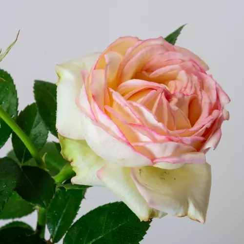 Роза миниатюрная Бидермайер фото 2