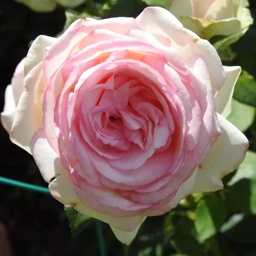 Роза миниатюрная Бидермайер фото 3