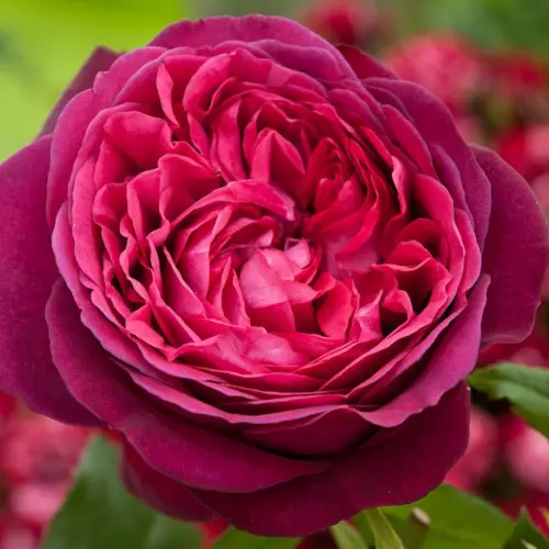  Роза чайно-гибридная Иоганн Вольфганг фон Гете фото 1
